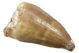 Fossil Mosasaur (Thalassotitan) Tooth - Morocco #364037-1